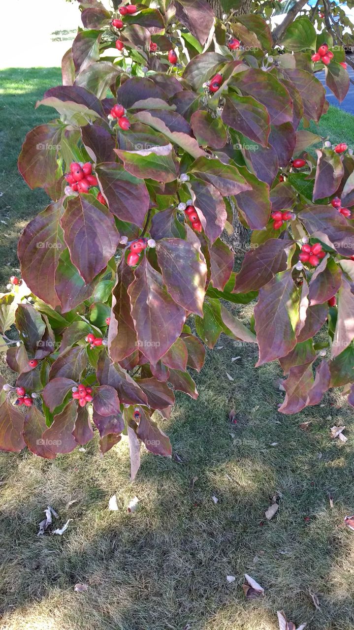 Serene colors of fall trees and berries