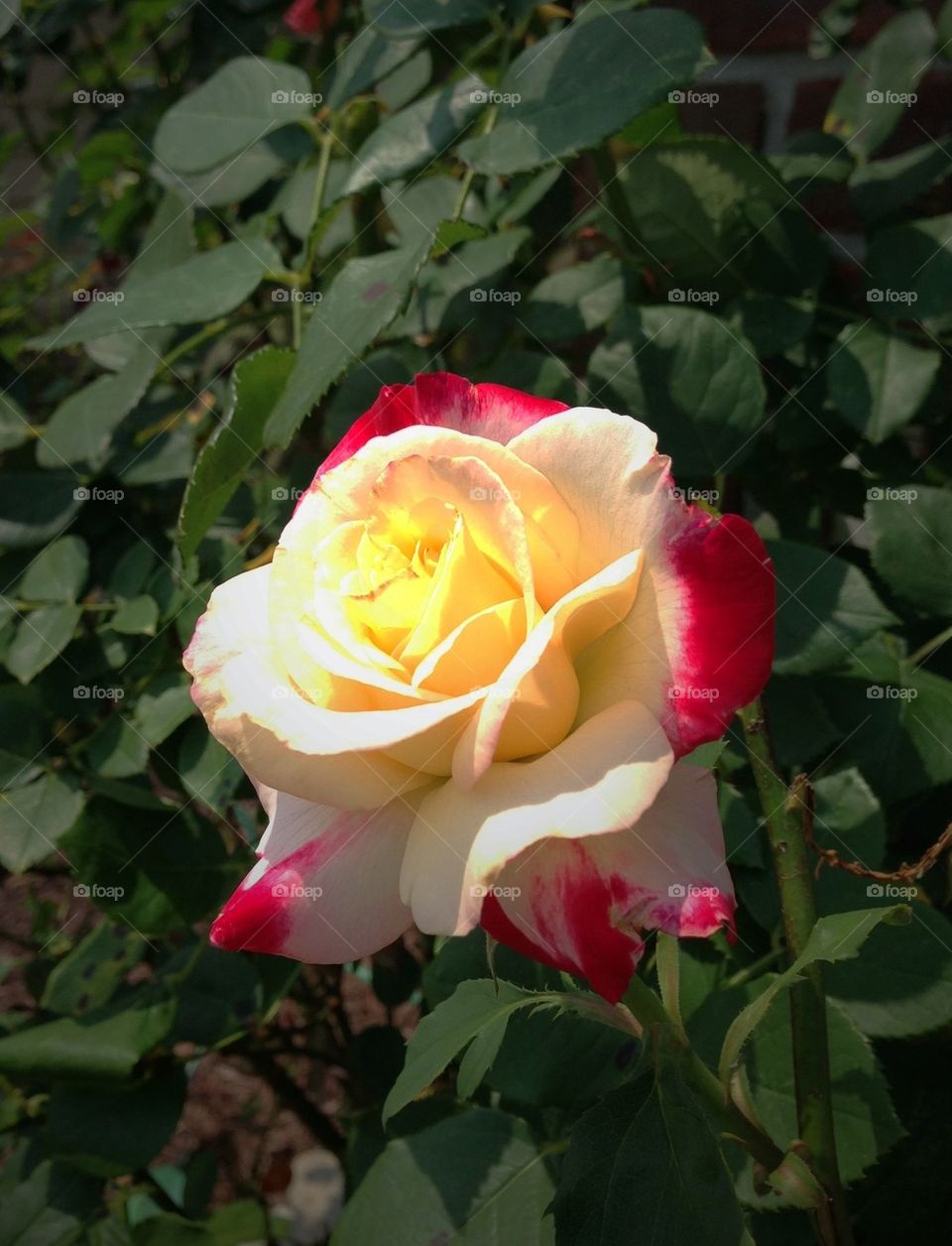 Double colored rose