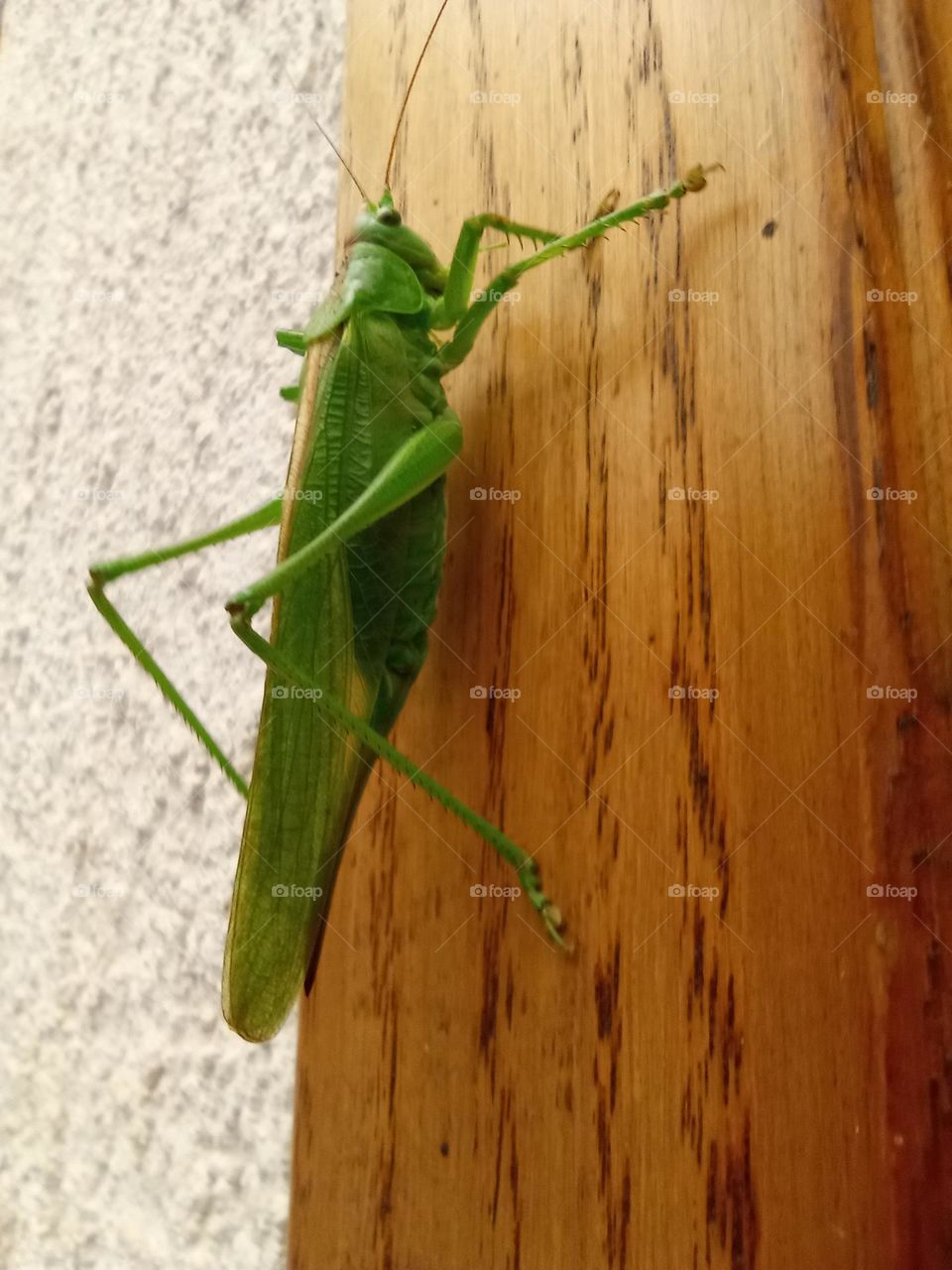 grasshopper