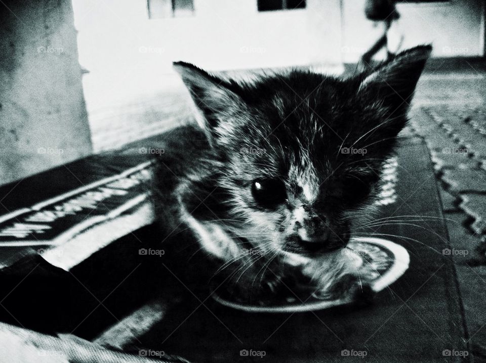 A pity little abandoned kitten on a box