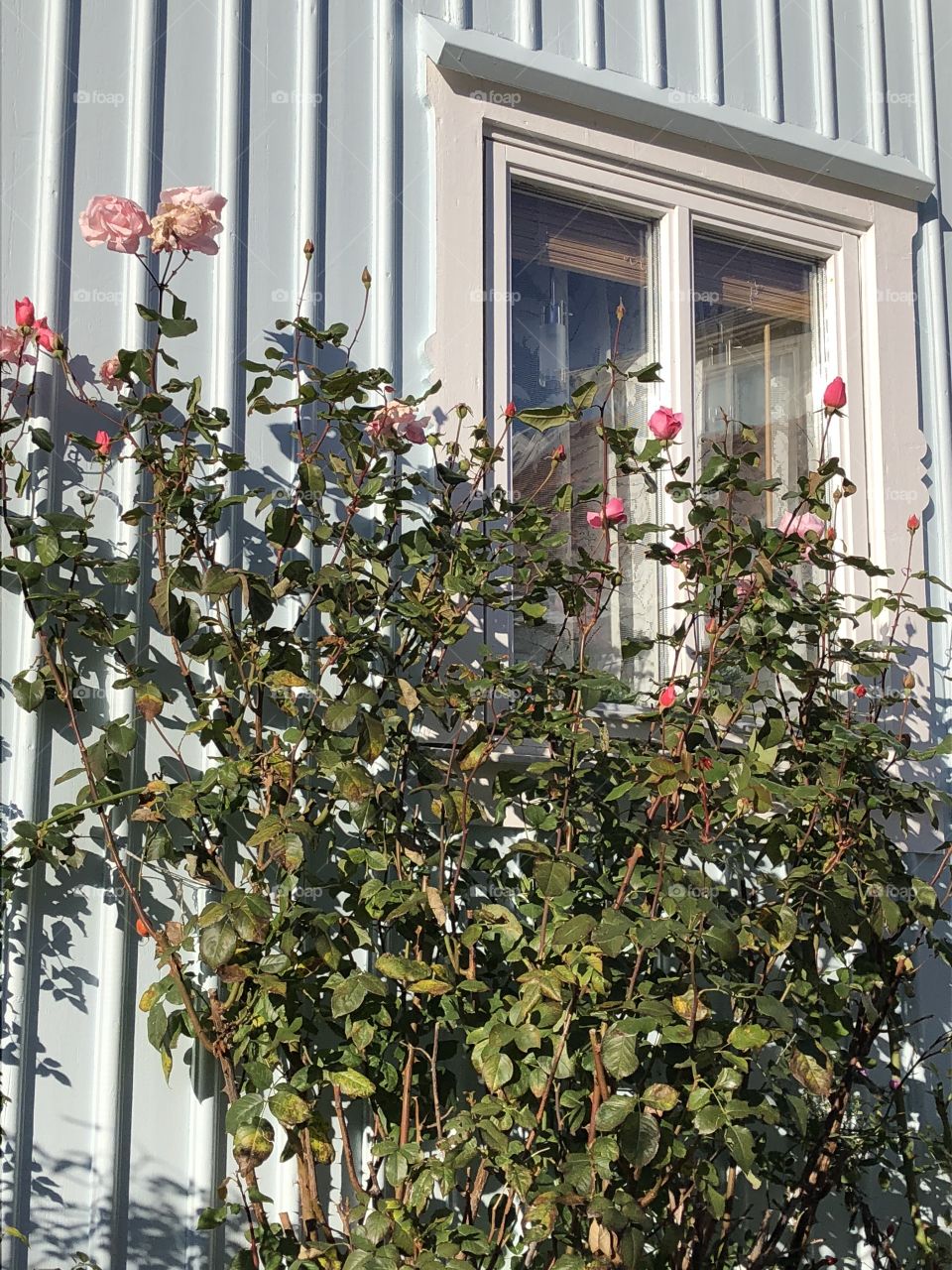 Rose garden