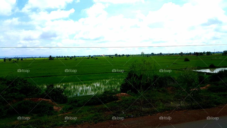 Landscape, Agriculture, Field, Tree, Grass