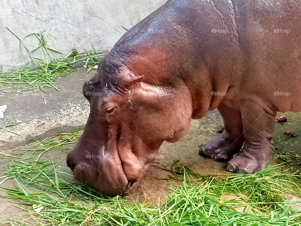 Lady hippo.