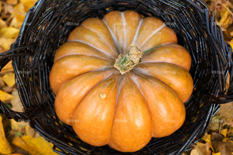 Pumpkin, Fall, No Person, Food, Pasture