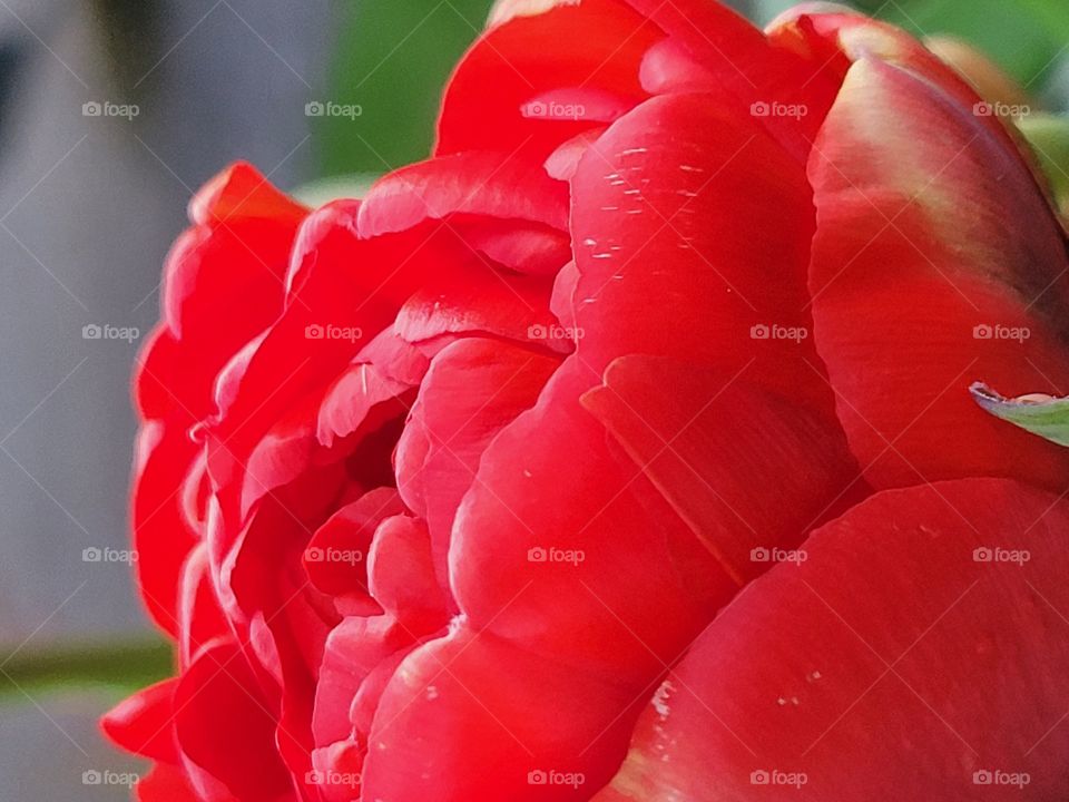 Blooming Tulip petals in the sunrise light