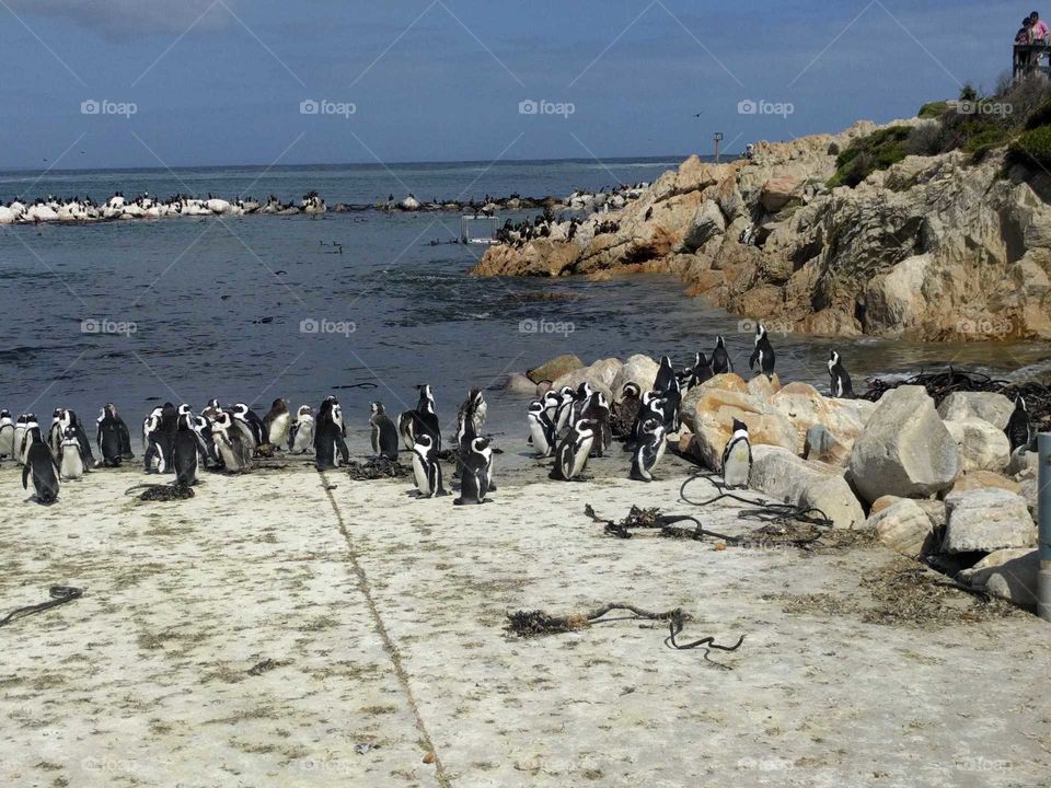 Penguin colony in South Africa