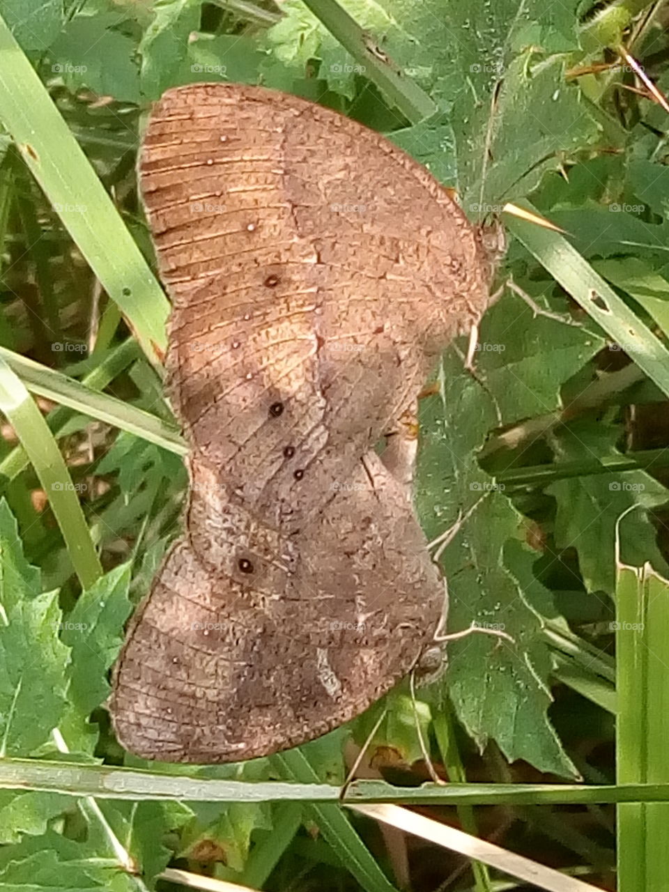 butterfly matting 2018-01-15 005  
#আমার_চোখে #আমার_গ্রাম #nature #butterfly #animalia #arthropoda #insecta #lepidoptera