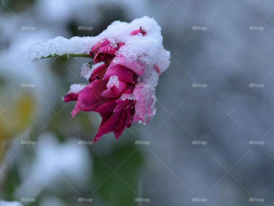 Nice Flower with snow 