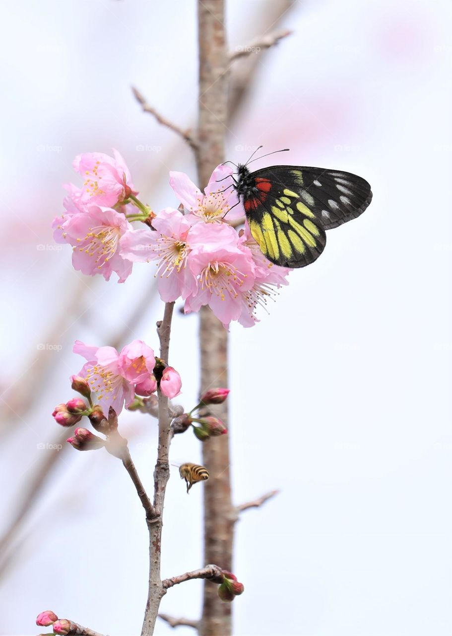 Beautiful and cute butterfly