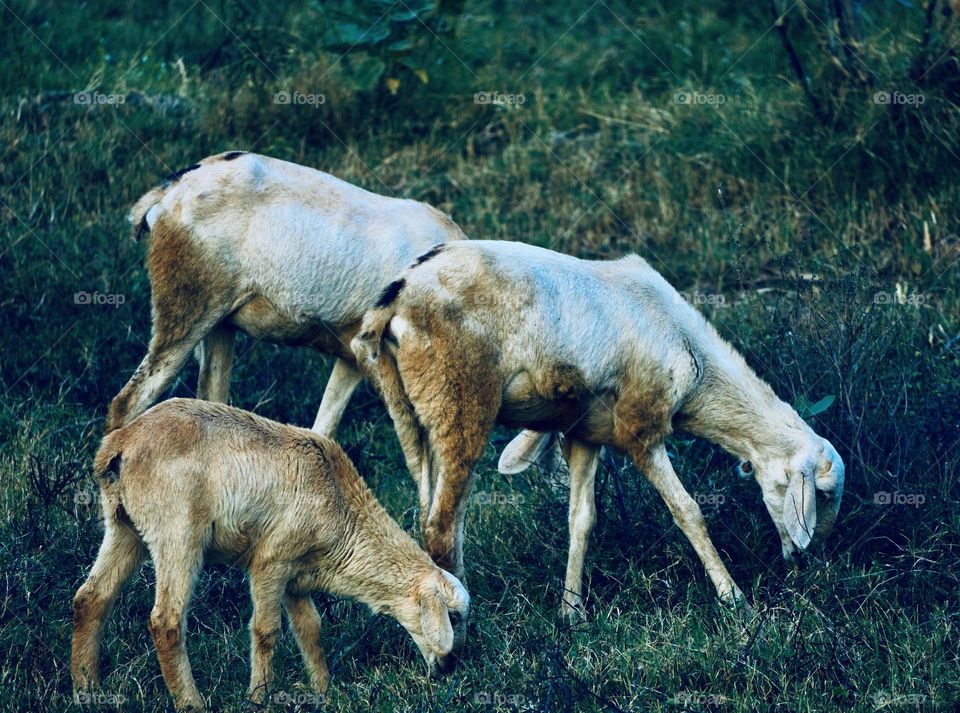 Animal photography - Goat - Grazing - Nature 