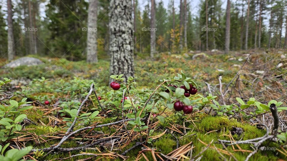 Finnish forests are full of lingonberries in autumn
