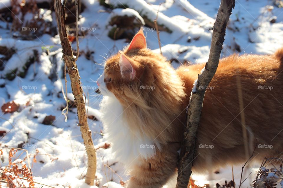 Cat in the snow