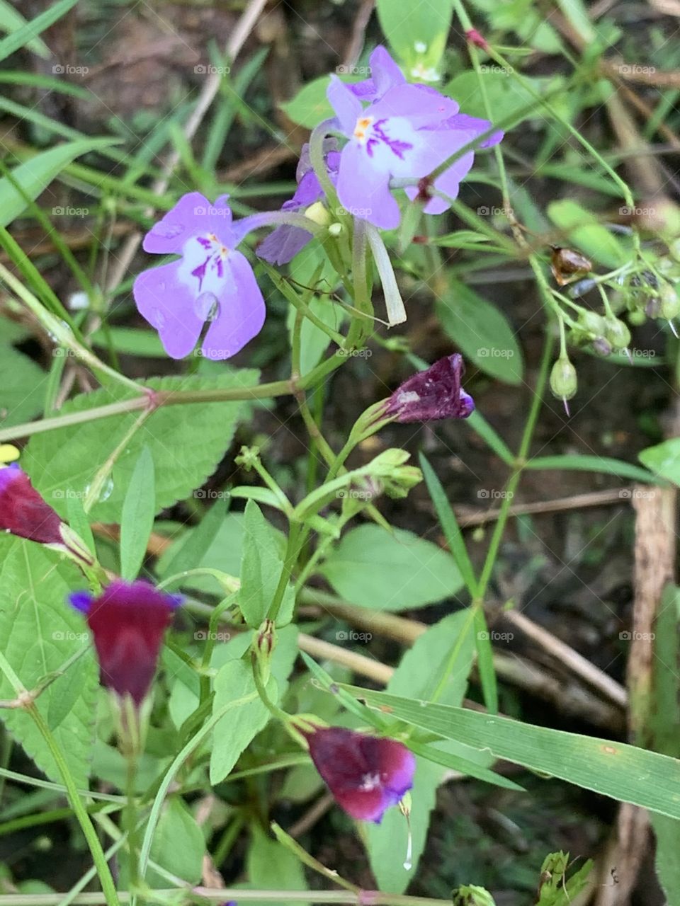 Plants around us.