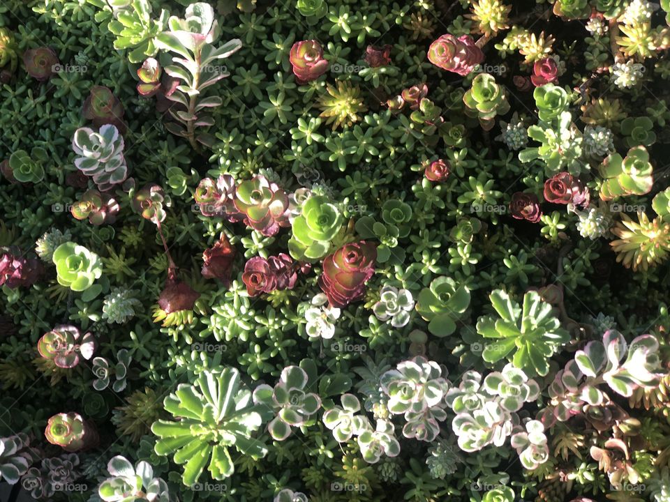 Succulents 