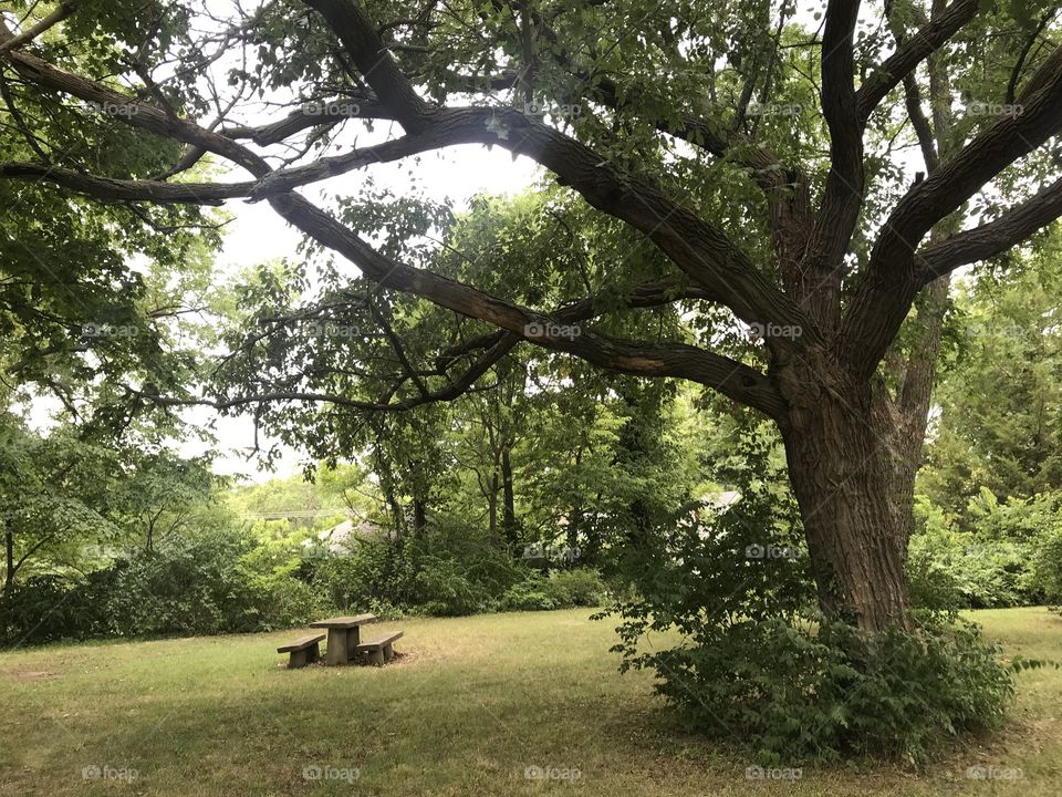 Tree, Wood, Landscape, No Person, Park