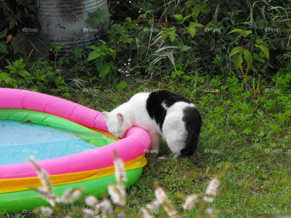 A black and white cat drinking