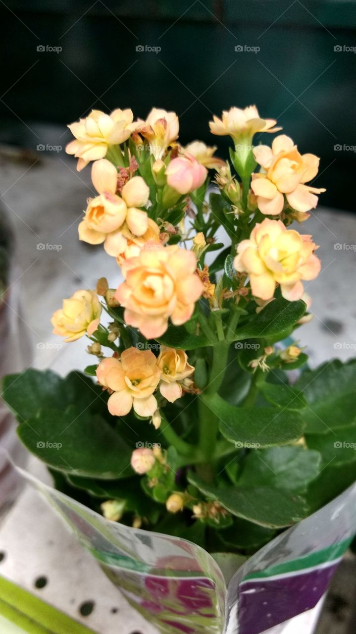 Mine flores amarelas