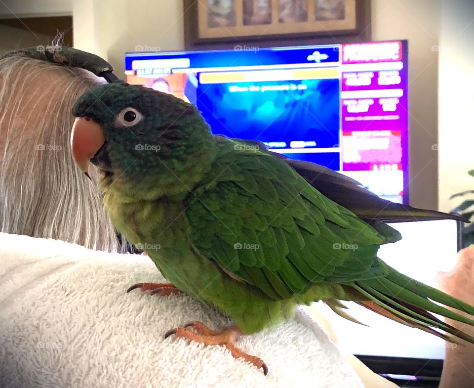 Relaxing on the couch with my brilliant little green bird.