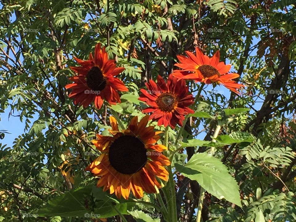 Red and orange sunflowers