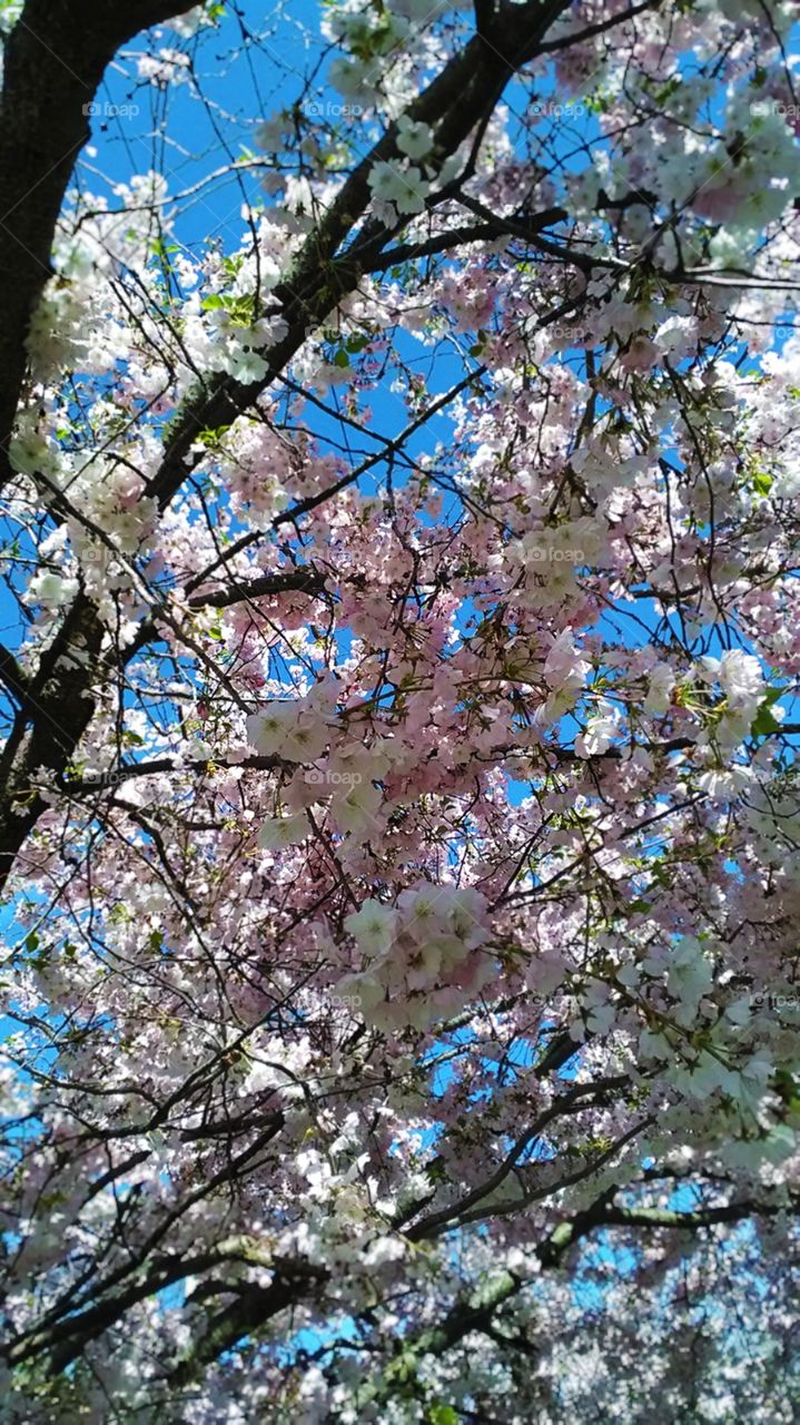 Blossoms on a tree