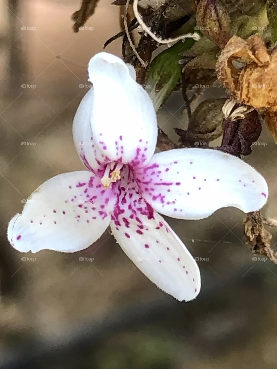 Fiore 