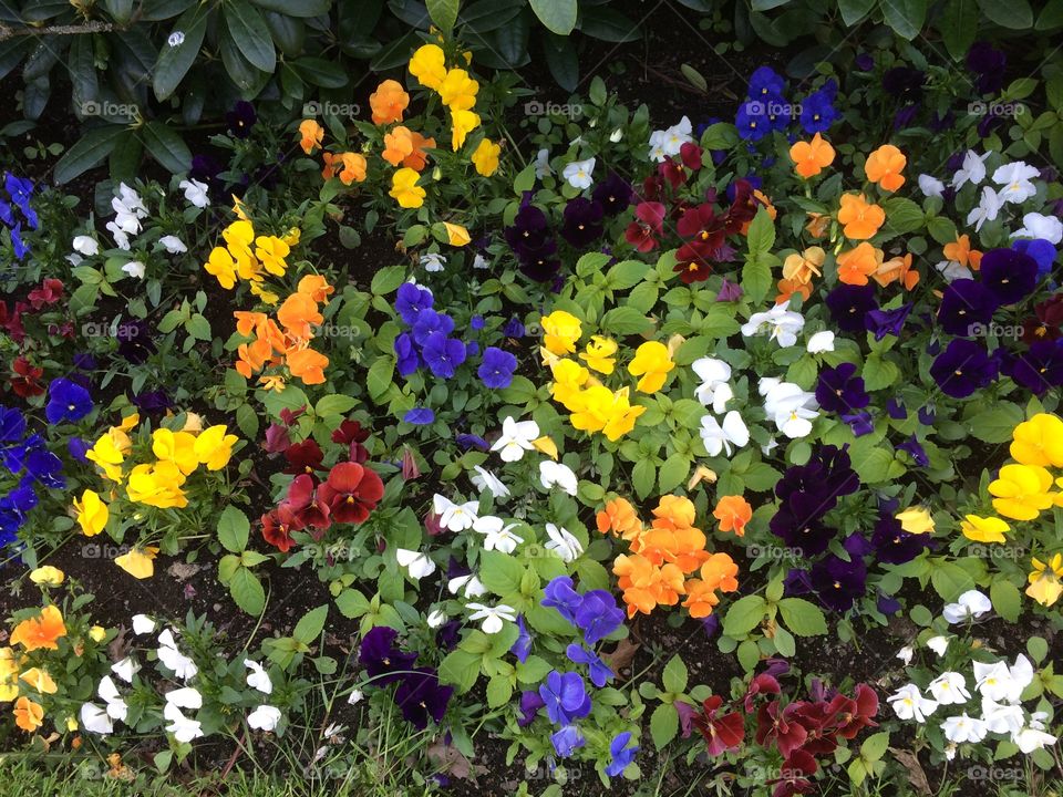 Flowers catched during a walk 