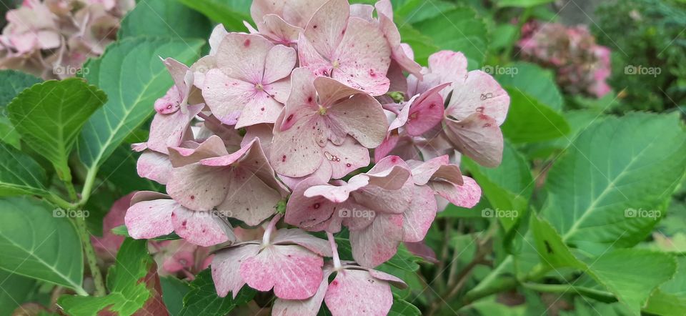 pink hortensia in autumn