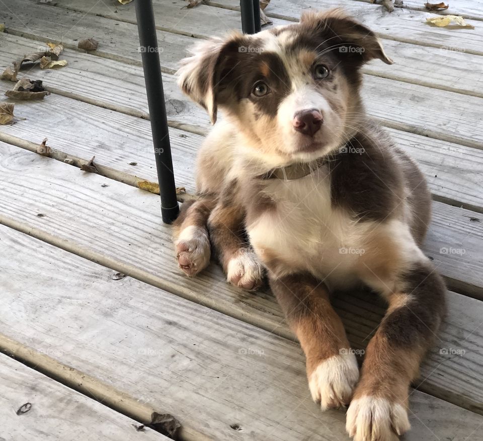 Sweet Australian Shepherd Puppy