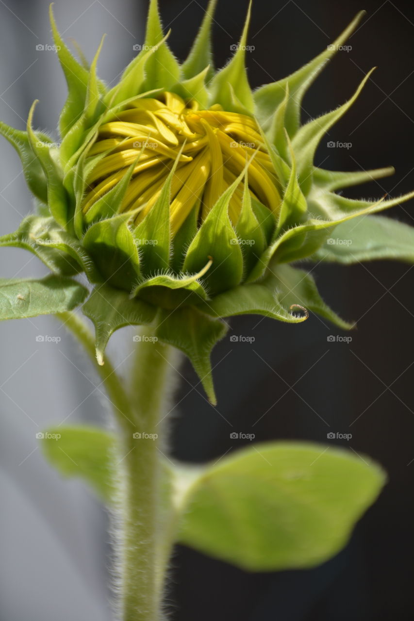 Budding Sunflower