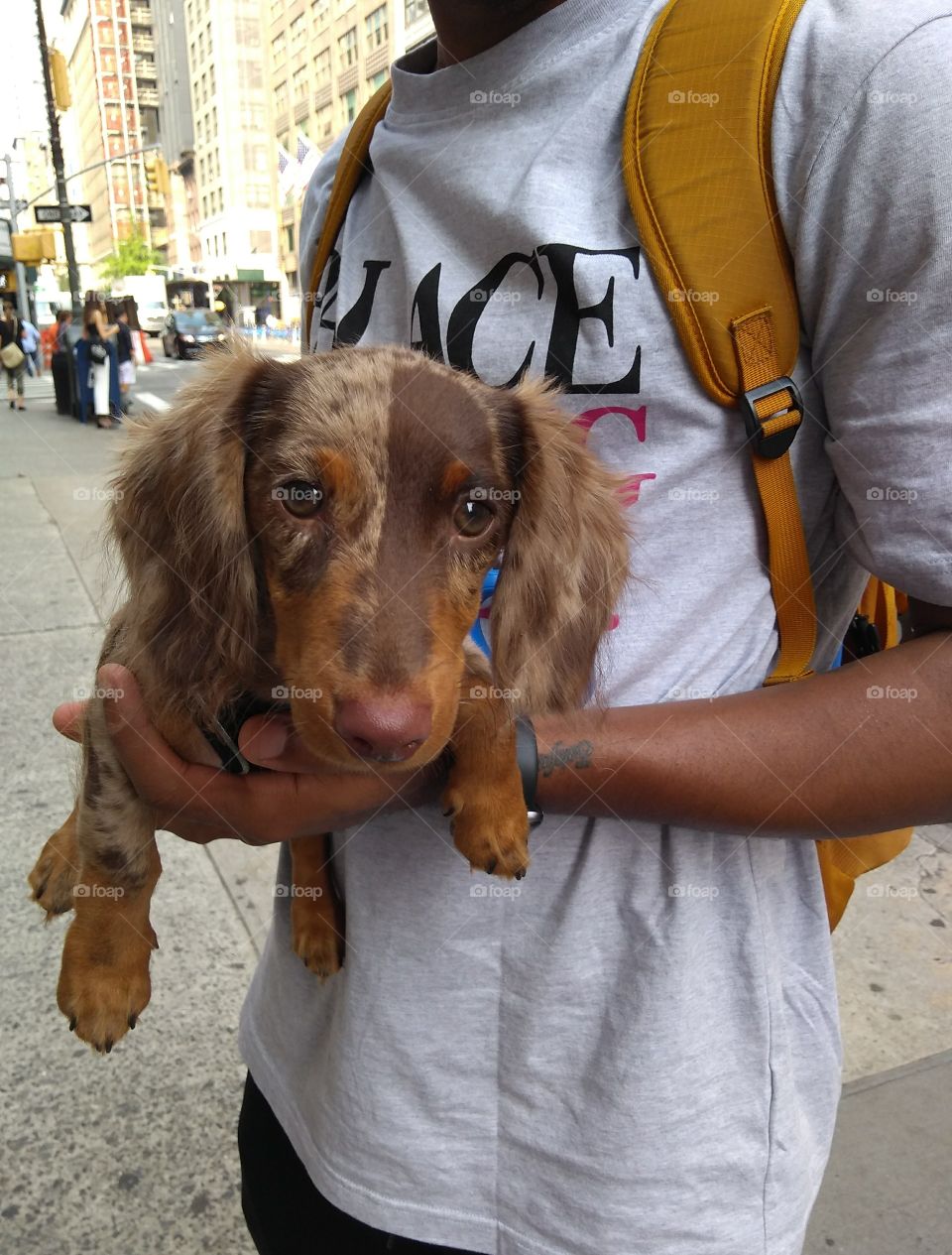 Cute Puppy in arms of Owner NYC