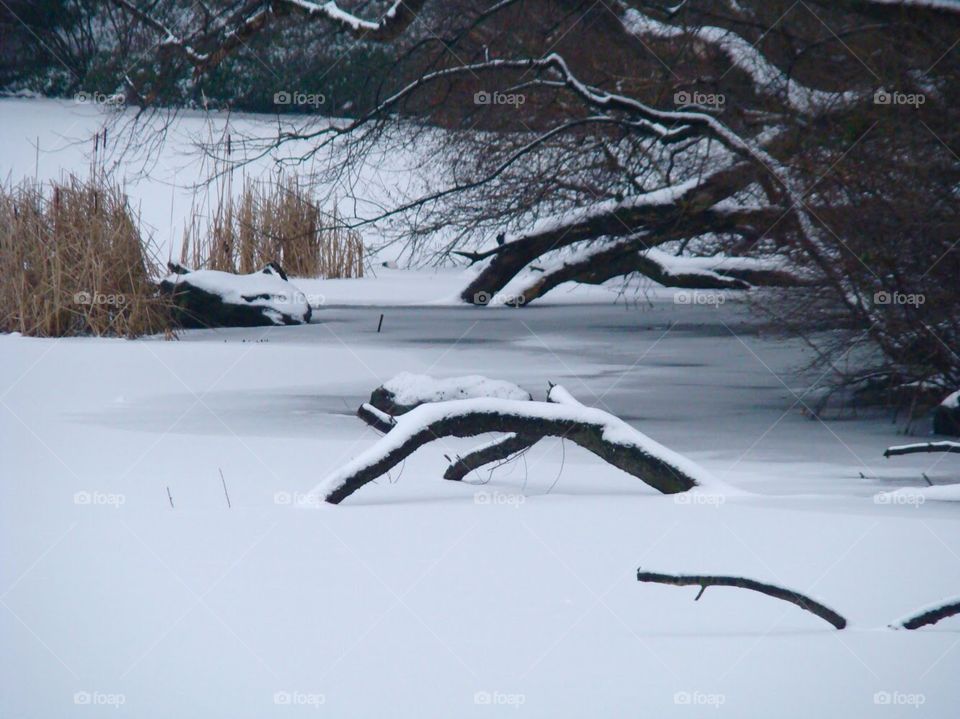 Central Park frozen lake