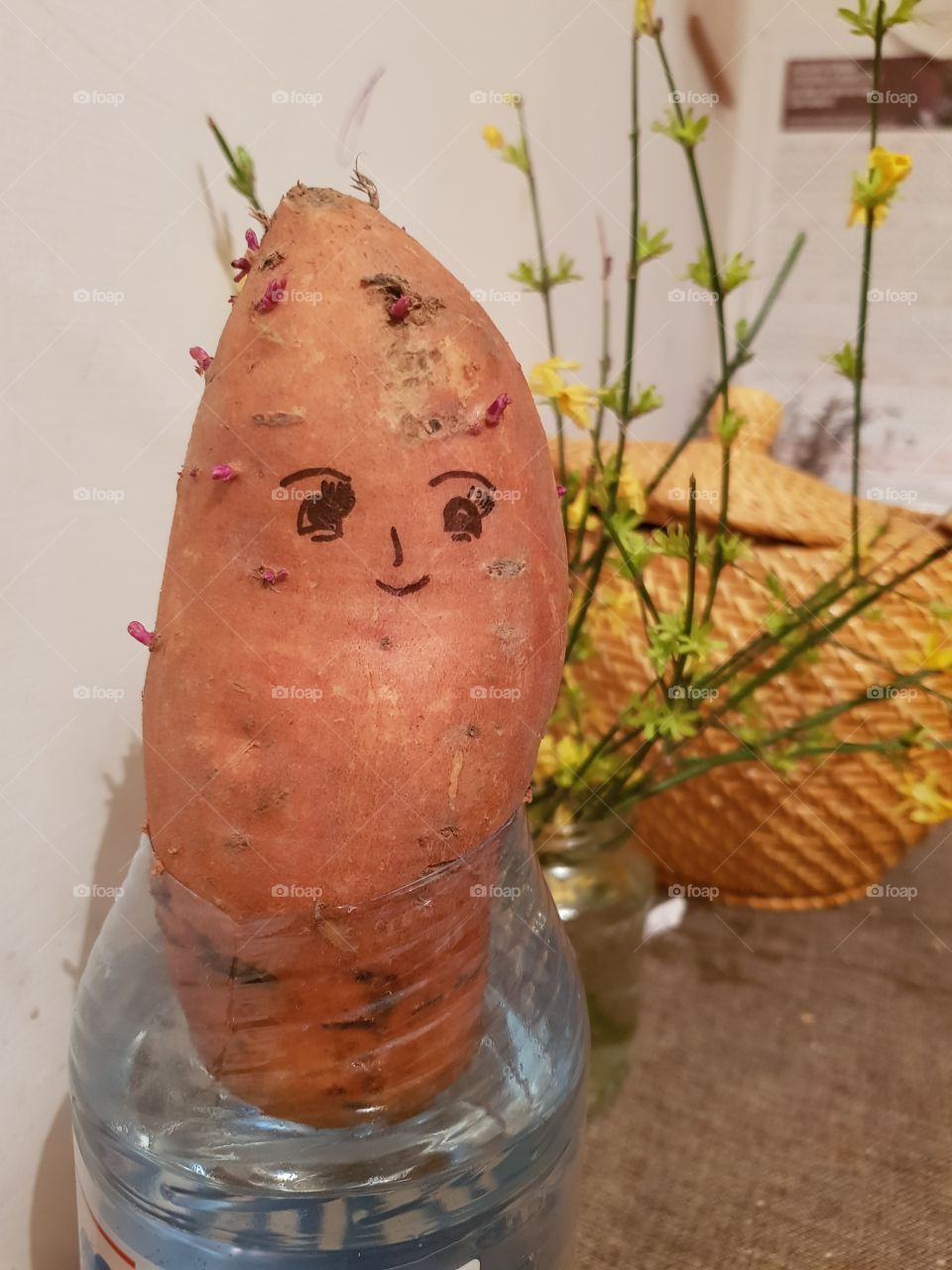 sweet potato.