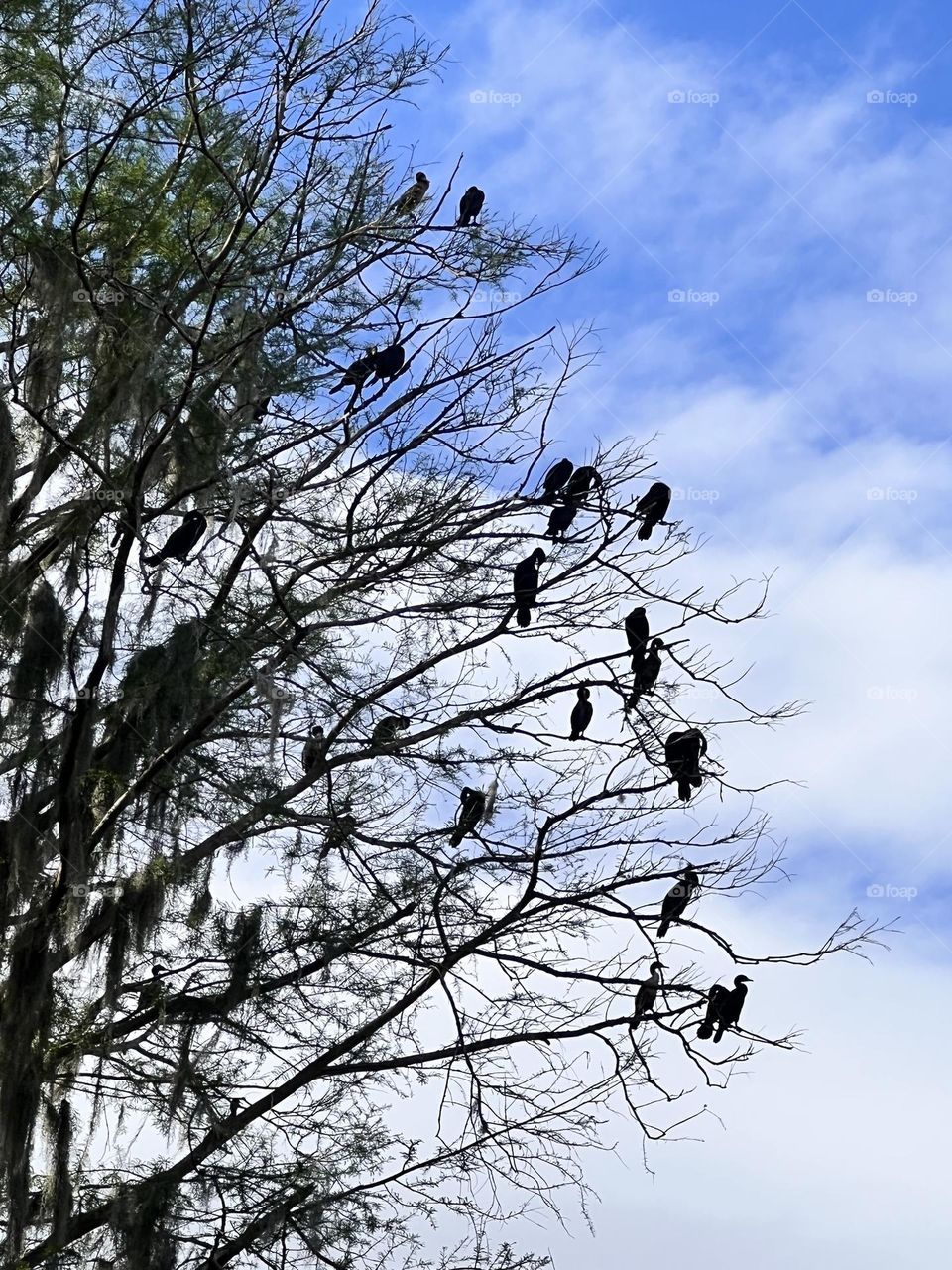 Birds on Branches 