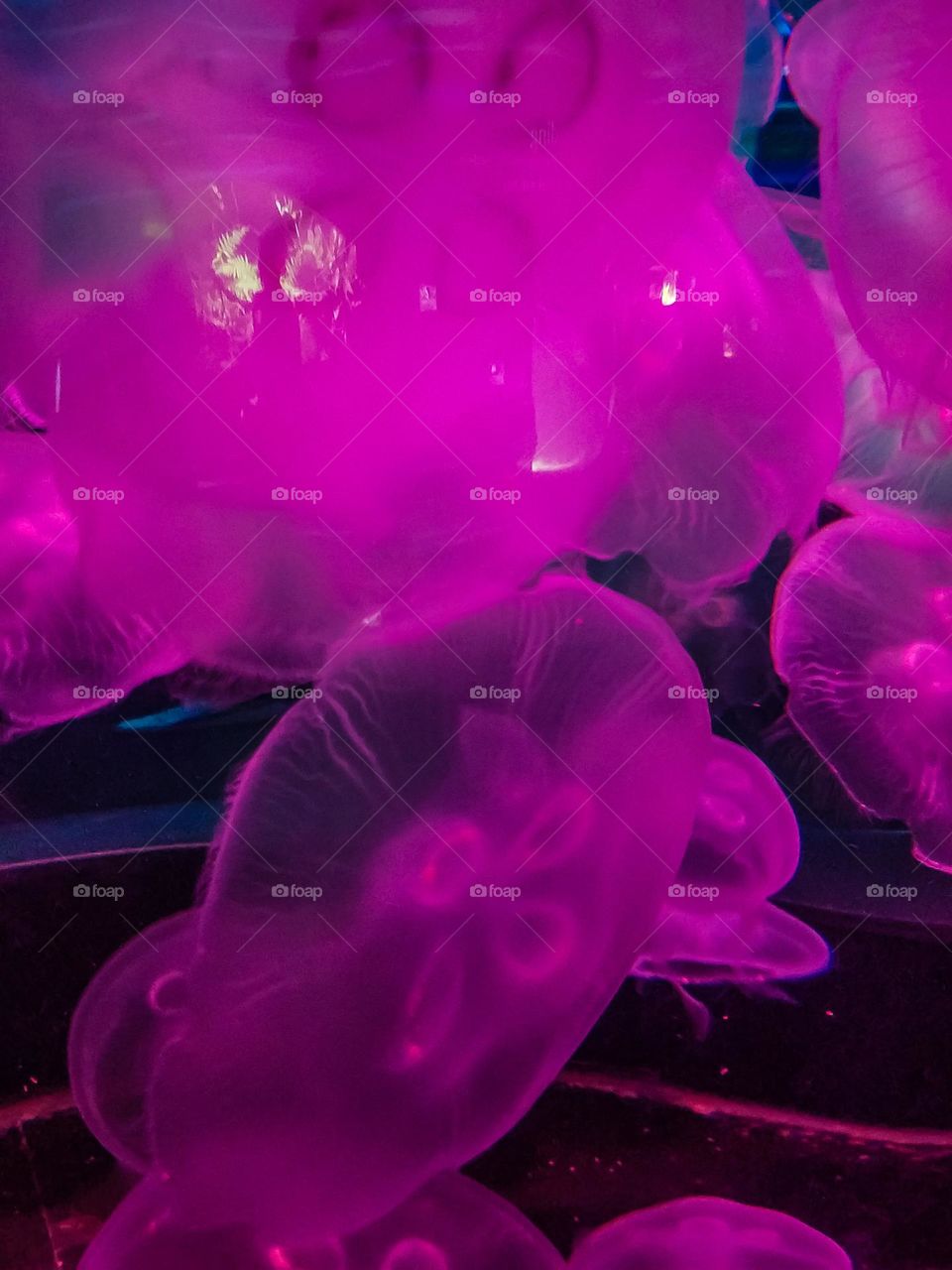 Jelly fish dancing in the pink light at the aquarium 