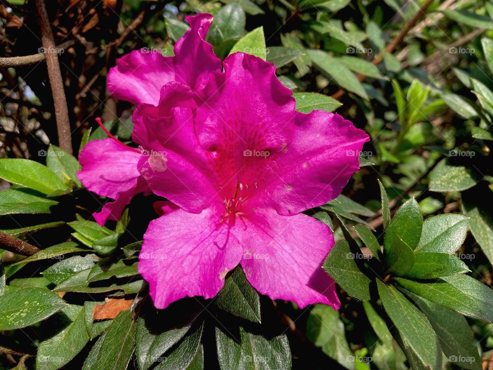 🌹 🇺🇸 Very beautiful flowers to brighten our day.  Live nature and its beauty. Did you like the delicate petals? / 🇧🇷 Flores muito bonitas para alegrar nosso dia. Viva a natureza e sua beleza. Gostaram das pétalas delicadas? 