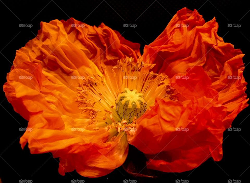 Poppy flower 