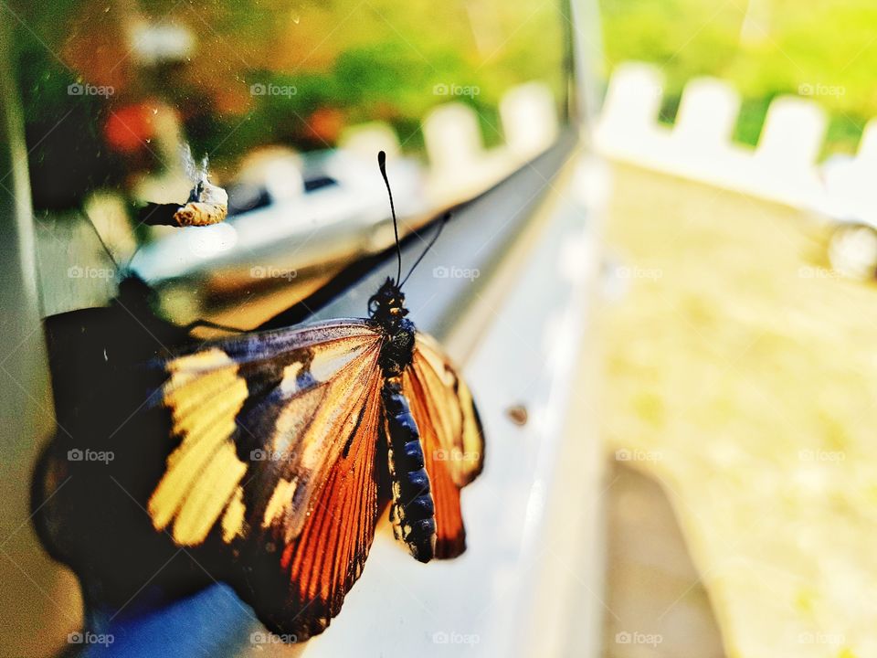 Butterfly