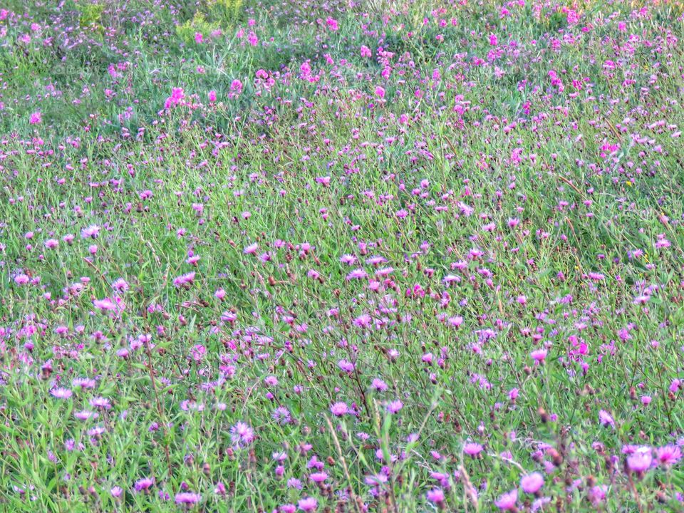 A meadow full of pink flowers; mostly thistle and wild sweet pea. 