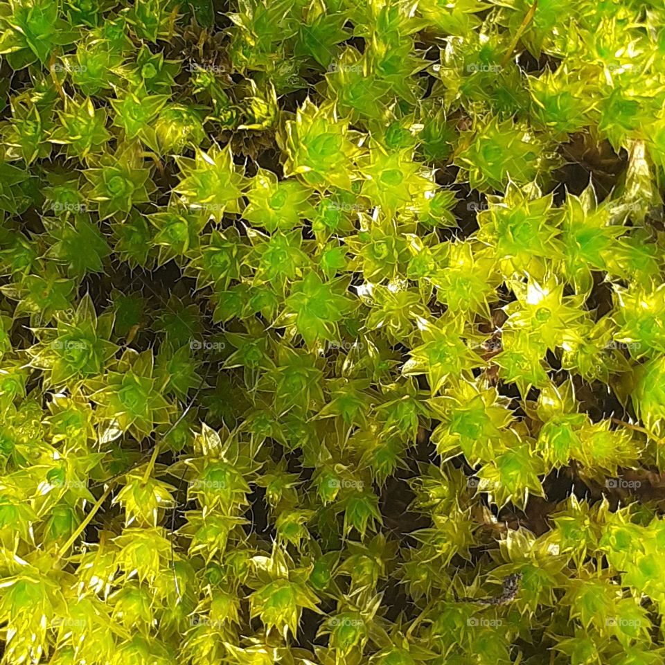 musgo colores naturaleza