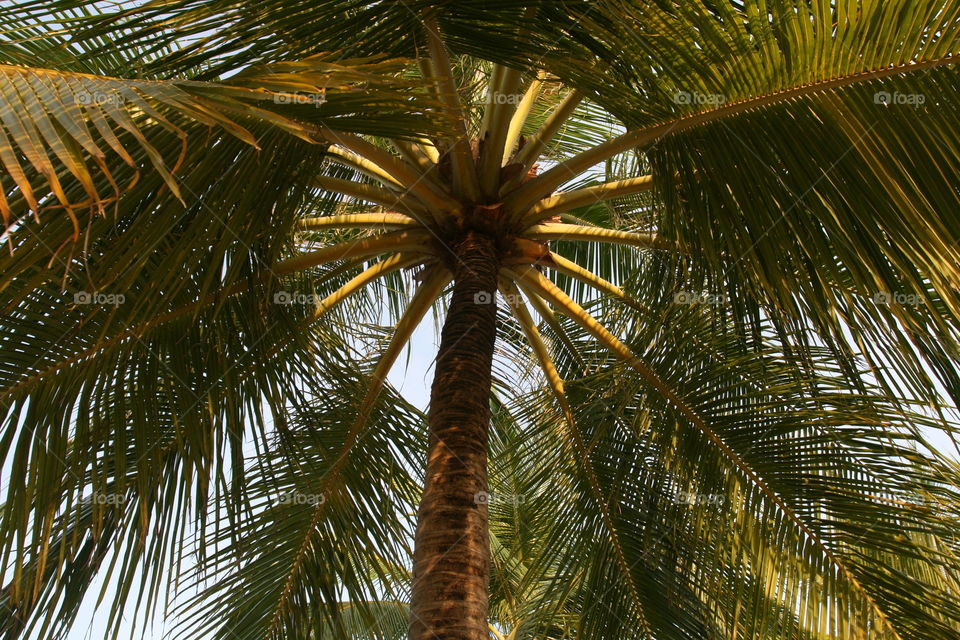 Low angle view of palm tree