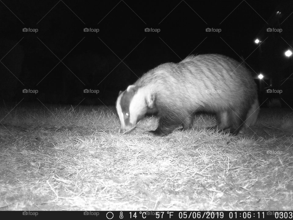 Badger