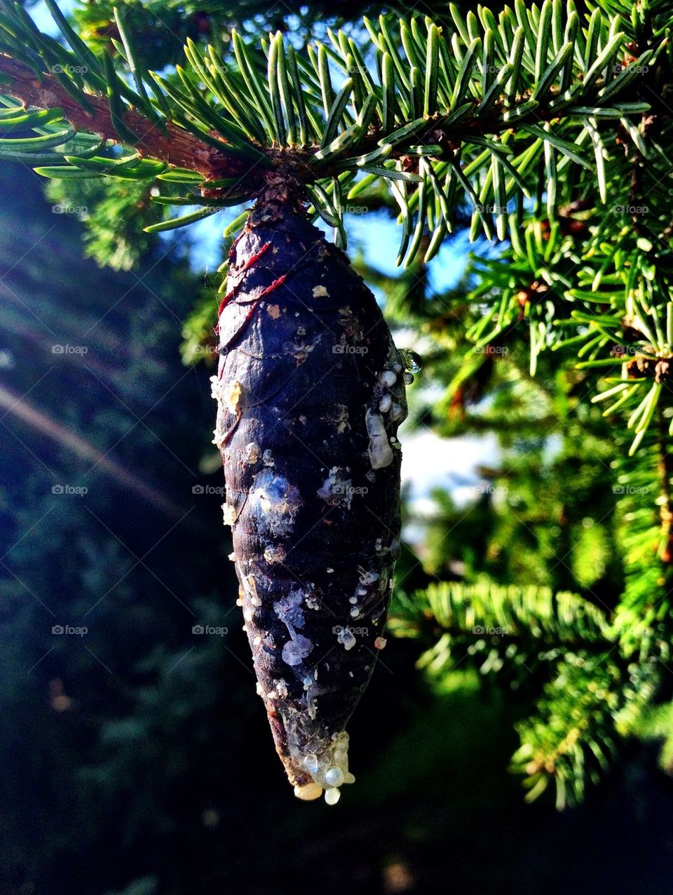 Pinecone