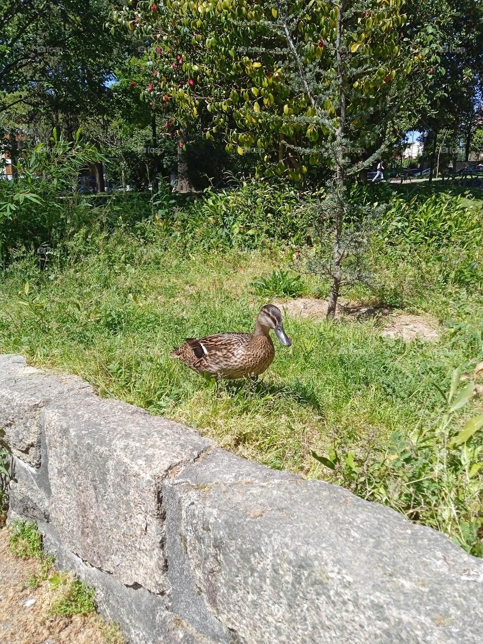 Duck