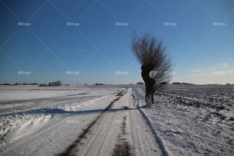 Lonely Tree