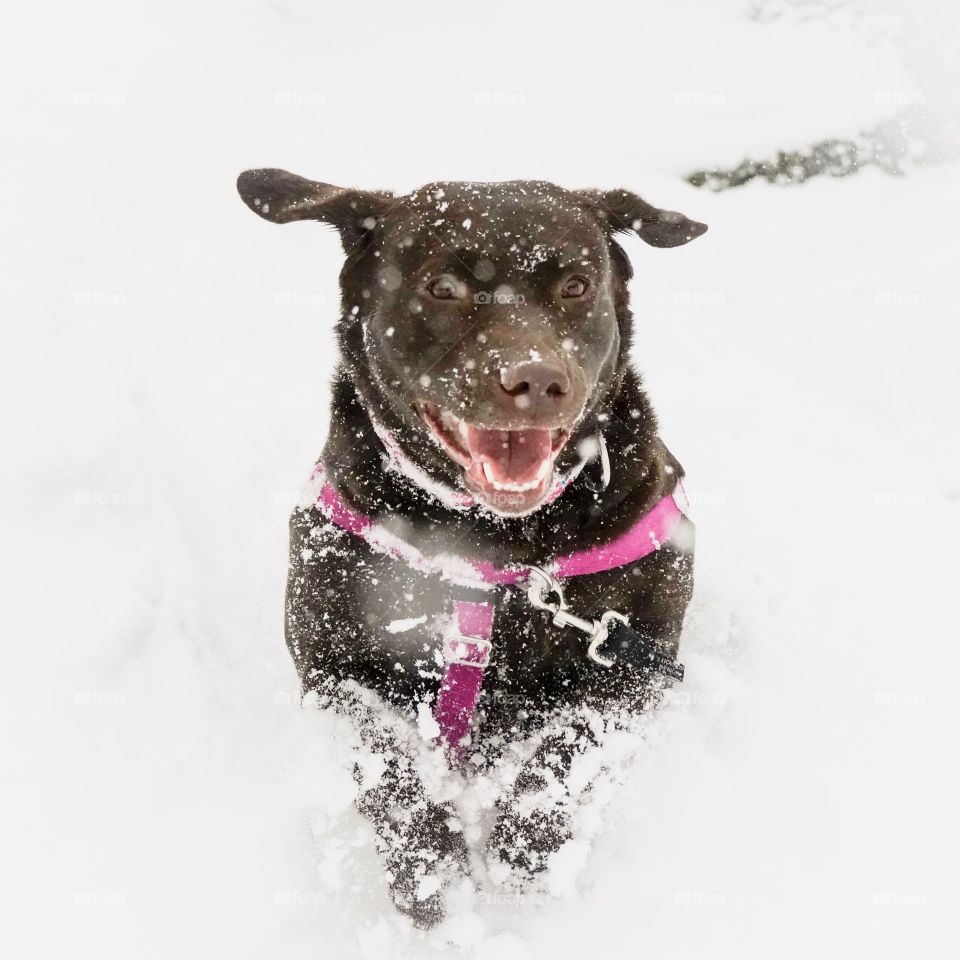 Chocolate lab dog plowing through the snow - winter fun