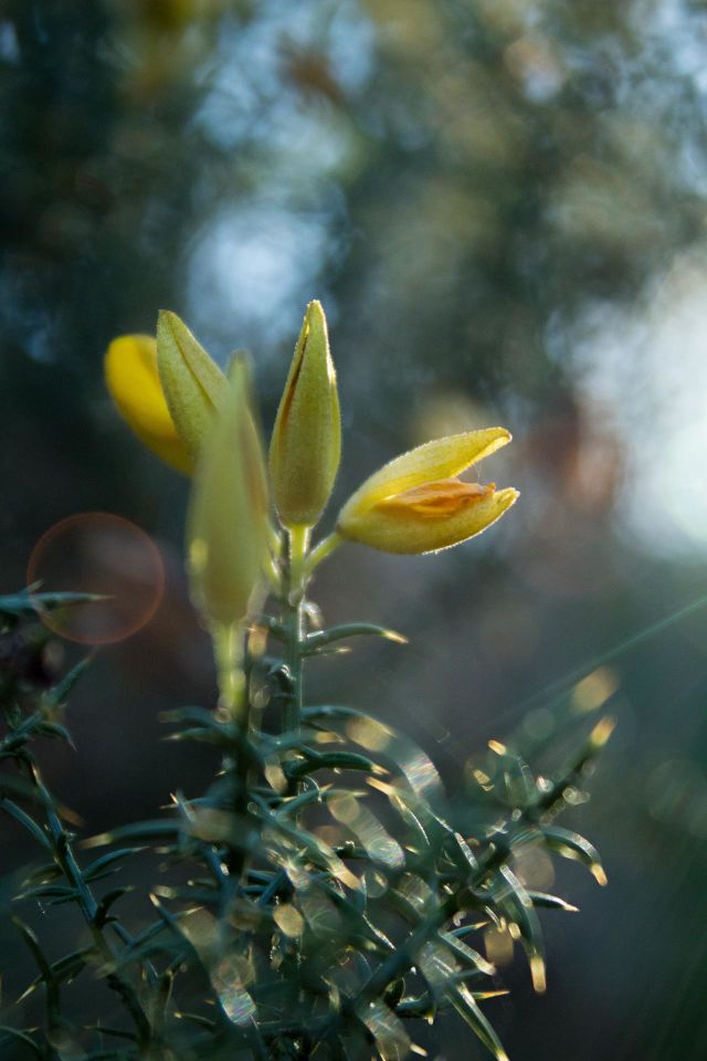 Yellow flower, flower composition, summer time, sunny day