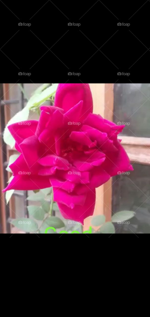 Wow pink flower