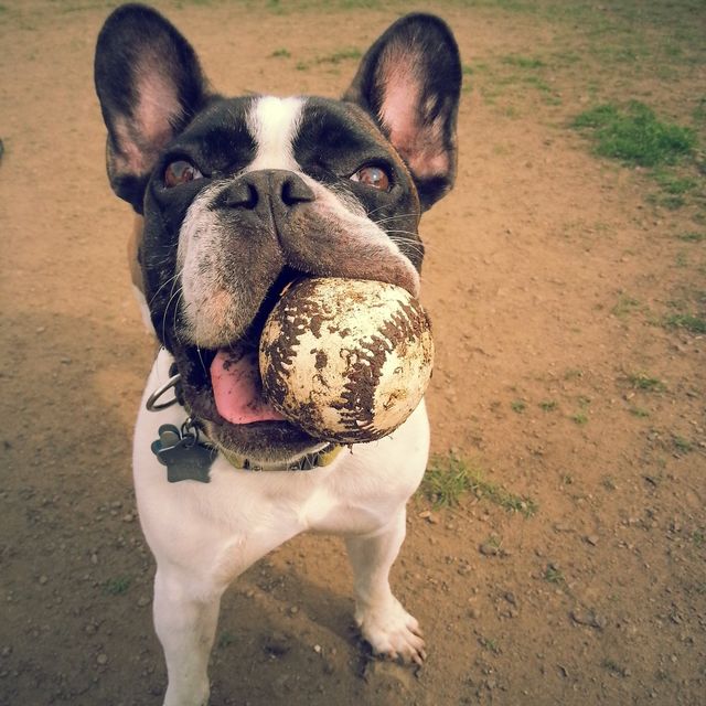 Close-up of dog carrying dirty ball