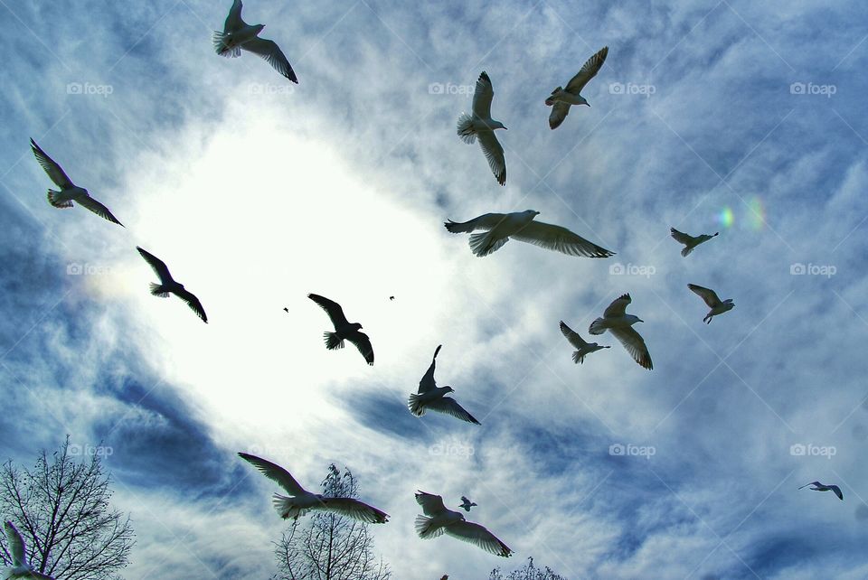 Seagulls in the sky 