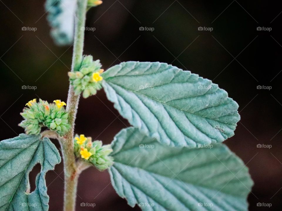Leaf pattern in close up view